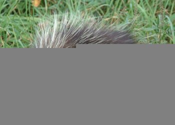 hedgehog1_small.jpg