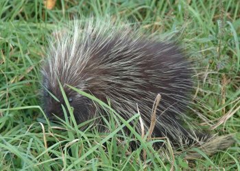 hedgehog_small.jpg